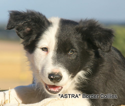 Black and white Male border collie puppy